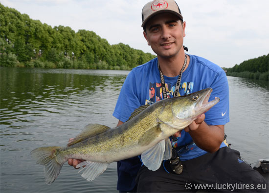 Schöner Zander geangelt auf den Nils Master Jumbo Shallow 12 cm im Juni 2020.